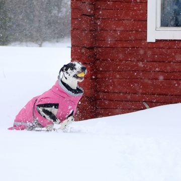 Kivalo Koiran toppatakki Luosto Koko 55cm Väri: Kelo