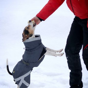 Kivalo Koiran toppatakki Luosto Koko 35cm Väri: Kelo