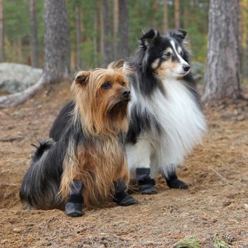 Kivalo Koiran Tossu Polku 2 kpl/pkt Koko XS